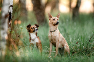 Hundefotografie Birkenwald