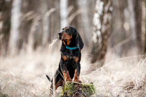 Hundefotografie