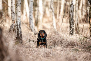 Hundefotografie