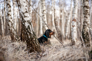Hundefotografie