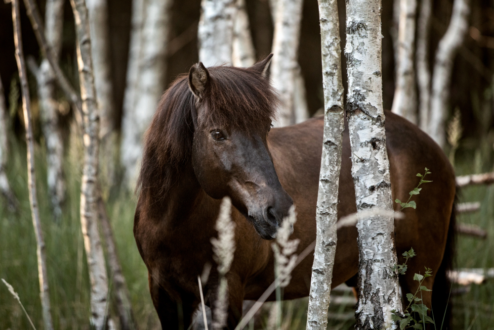 Pferdefotografie Birkenwald