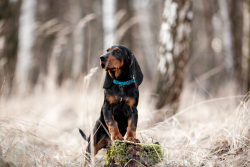 Hundefotografie