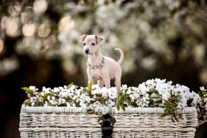 Hundefotografie