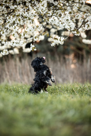 Hundefotografie