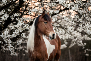 Fotoshooting Pferd Kirschblüte