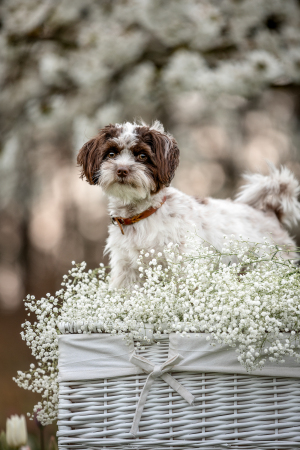 Hundefotografie