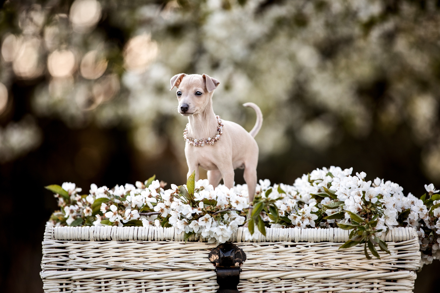 Hundefotografie