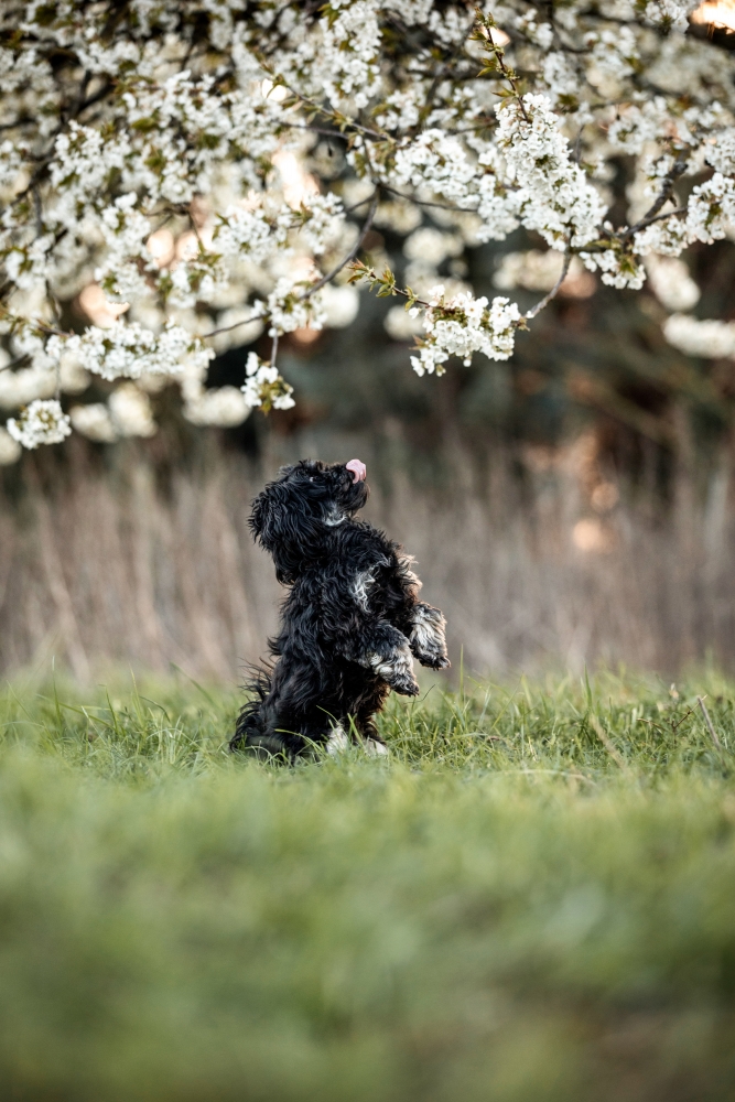 Hundefotografie