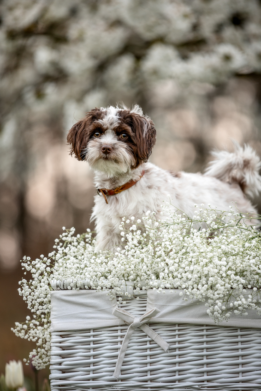 Hundefotografie