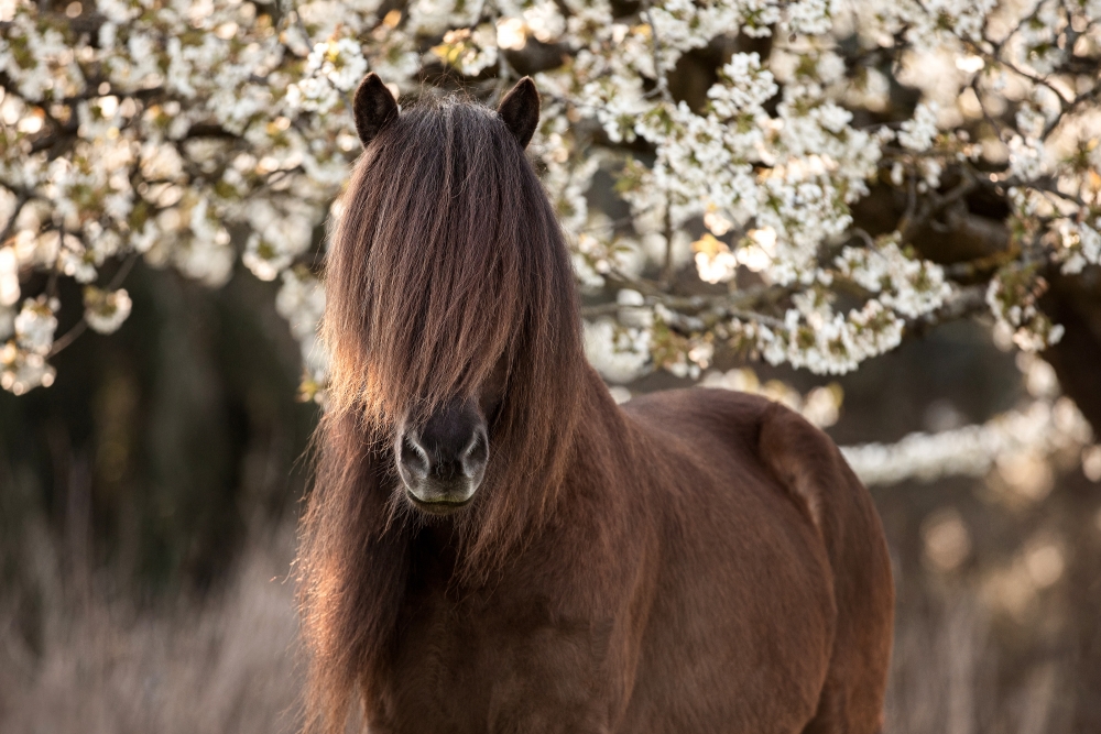 Fotoshooting Pferd Kirschblüte