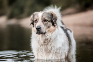 Hundefotografie
