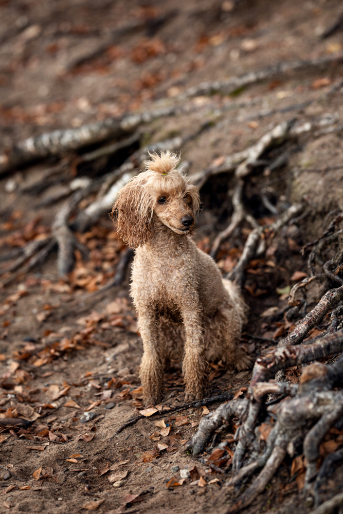 Hundefotografie