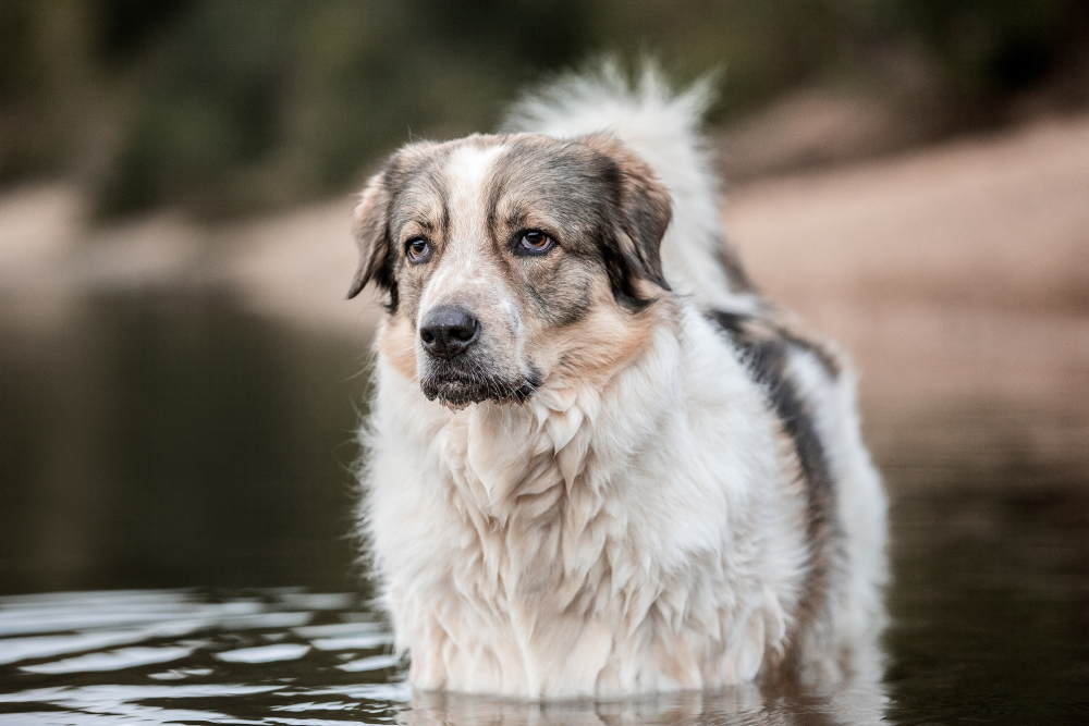 Hundefotografie