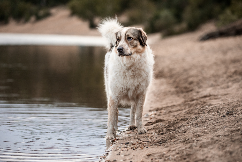 Hundefotografie