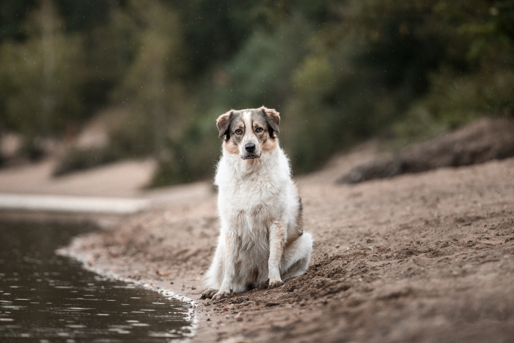 Hundefotografie